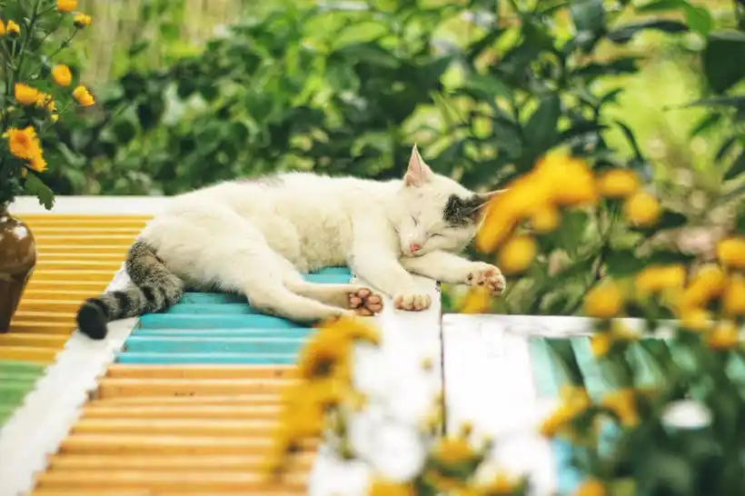 Facts About Cats - They love to sleep