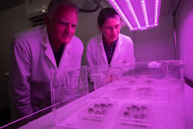 Scientists examine the plates, which are now under LED growing lights and contain lunar soil and control soils. First step towards growing crops on the moon.