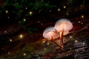 Glow in the dark - Mushrooms