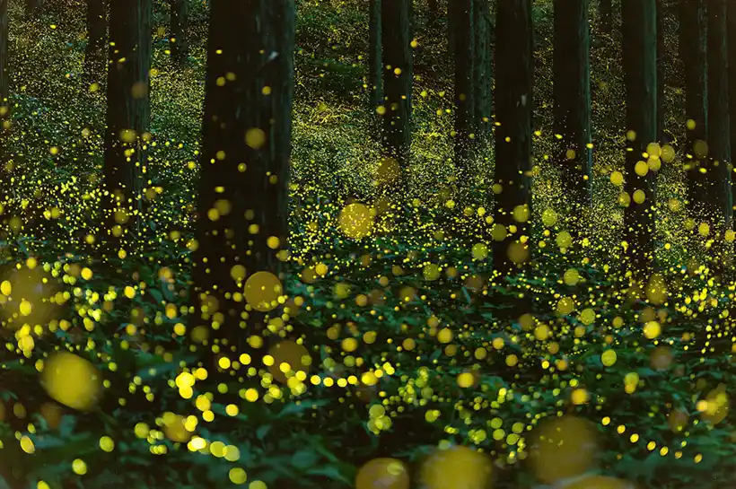 Fireflies that glow in the dark