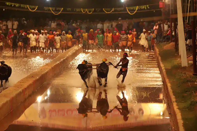 An Indian buffalo racer broke Usain Bolt's record