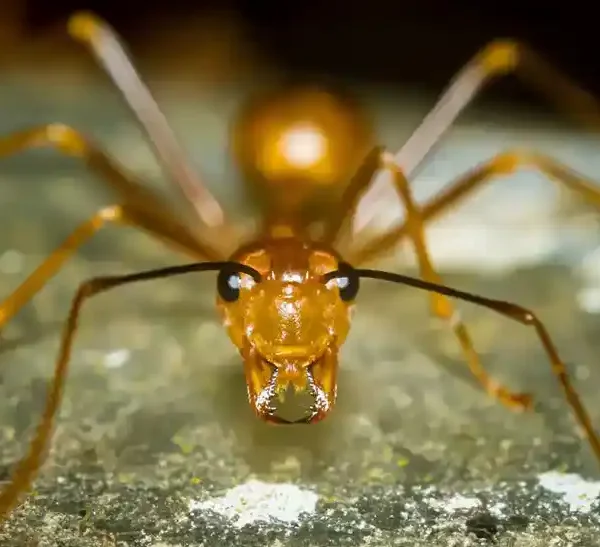 Yellow Crazy Ants