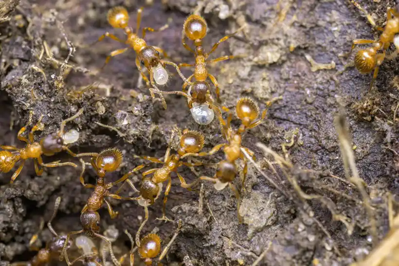 representative image of Yellow Crazy Ants  