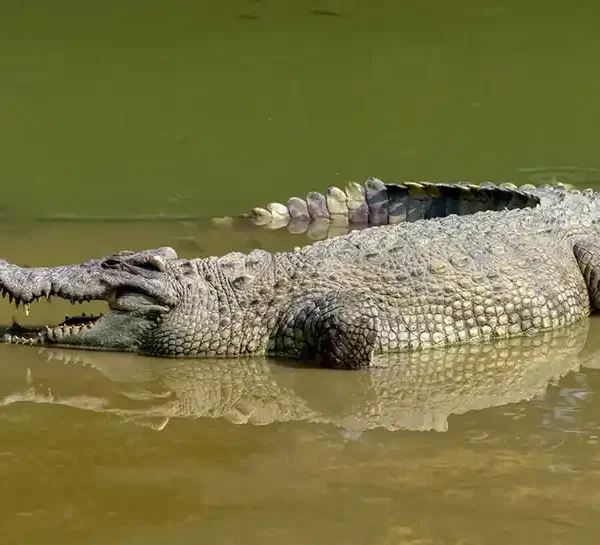 crocodile resting in shallow water