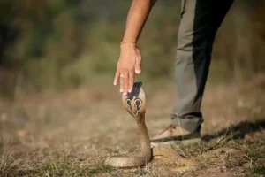 A man touching venomous cobra's head.