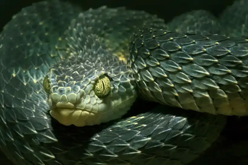 Green venomous viper snake