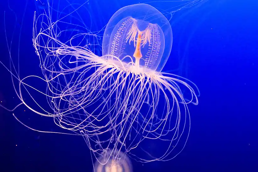 Mos Venomous Creatures Irukandji jellyfish