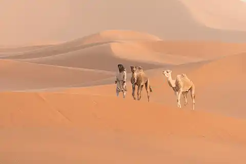 Camels have a unique defense against blowing desert sand: a third, clear eyelid.